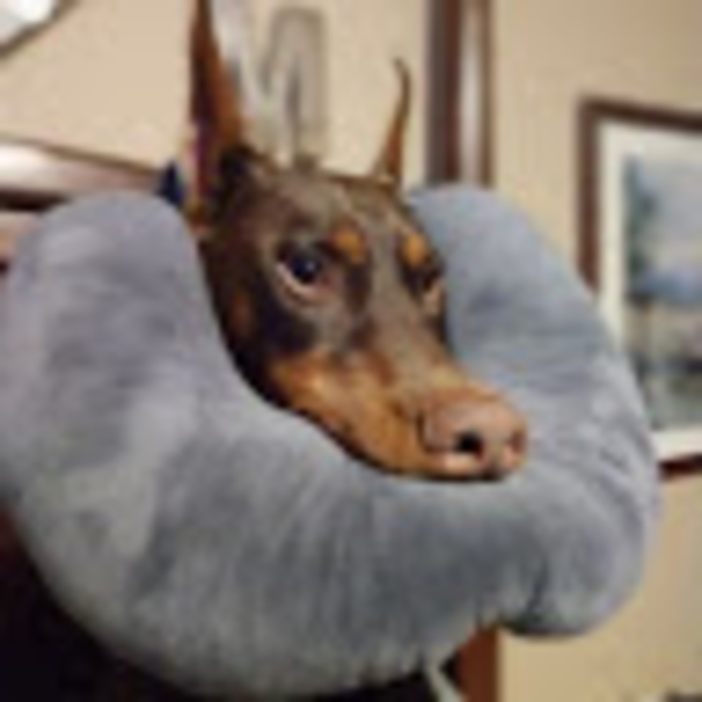 Meet your Posher, Shannon